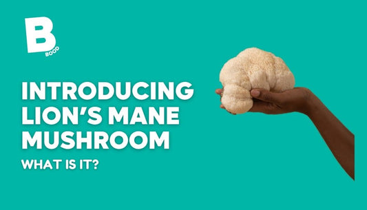 The Tradition of Lion’s Mane: A Mushroom with History 🍄