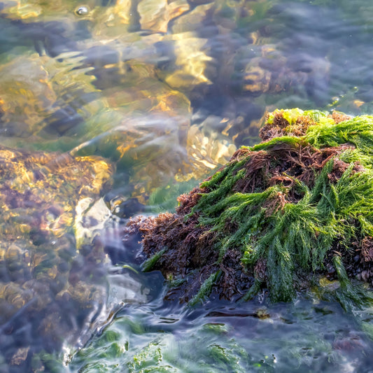 Coastal Seamoss Aquaculture: Sustainable Cultivation for a Greener Tomorrow