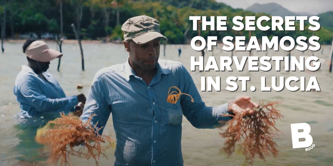 The Secrets of Seamoss Harvesting in St. Lucia