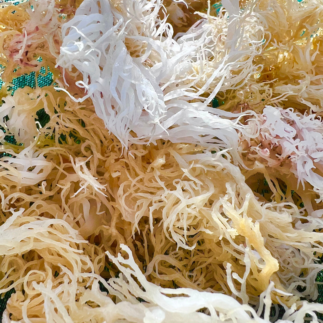 The Secrets of Seamoss Harvesting in St. Lucia