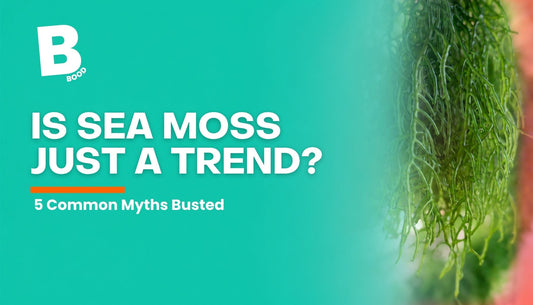 Sea moss against a turquoise background for BOOD’s guide to five common sea moss myths and facts.